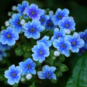 Forget Me Nots